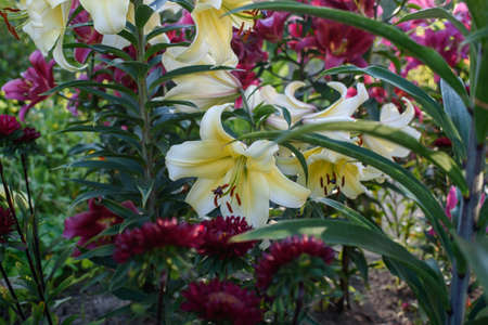 Yellow lilies close-up on a flower bed on a summer evening.の写真素材