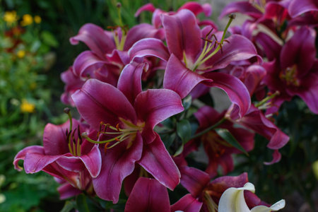 Pink lilies close-up on a flower bed on a summer evening.の写真素材