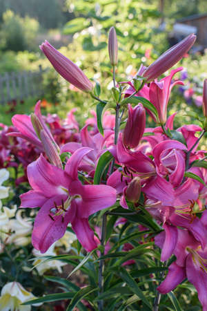 Pink lilies close-up on a flower bed on a summer evening.の写真素材