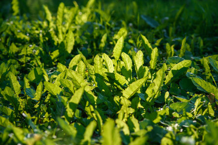 Green leaves of tussilago close-up in the light of the sun.の写真素材