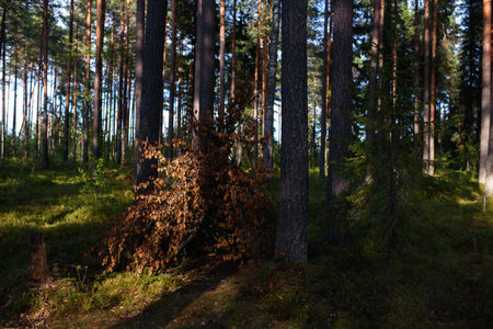 A hut built of deciduous branches in the forest among tall trees.の写真素材