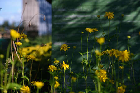 The plant of a golden ball on the background of a wooden wall.の写真素材