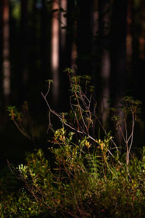 Forest swampy area. Ledum plant close-up.の写真素材