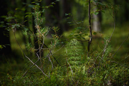 Forest swampy area. Ledum plant close-up.の写真素材