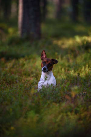 Portrait of a Jack Russell terrier on a walk in the forest.の写真素材