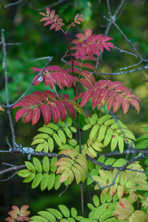 The breath of autumn. Red leaves of mountain ash close-up on the background of still green leaves.の写真素材