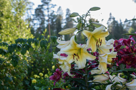 Yellow lilies close-up on a flower bed on a summer evening.の写真素材