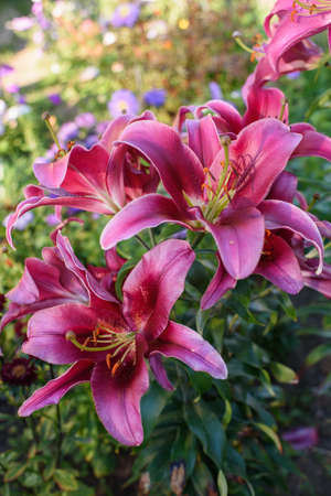 Pink lilies close-up on a flower bed on a summer evening.の写真素材