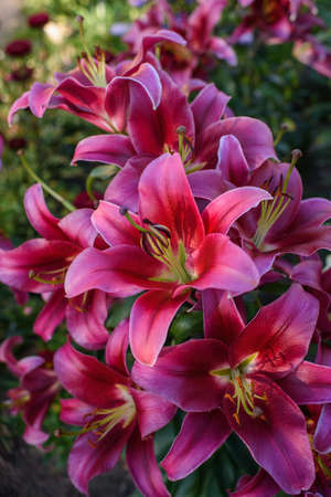 Pink lilies close-up on a flower bed on a summer evening.の写真素材
