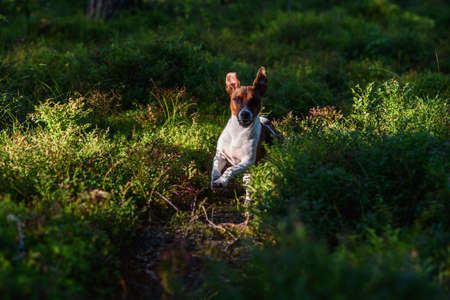 Portrait of a Jack Russell terrier on a walk in the forest.