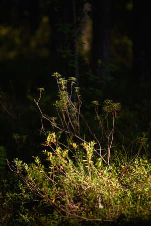 Forest swampy area. Ledum plant close-up.の写真素材