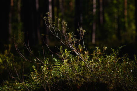 Forest swampy area. Ledum plant close-up.の写真素材
