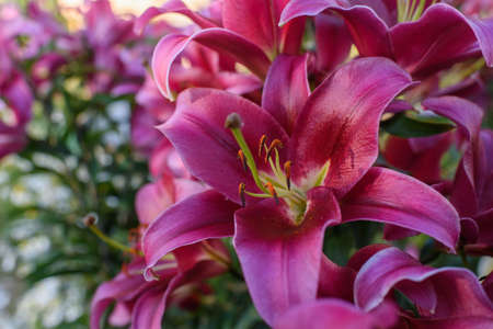 Pink lilies close-up on a flower bed on a summer evening.の写真素材