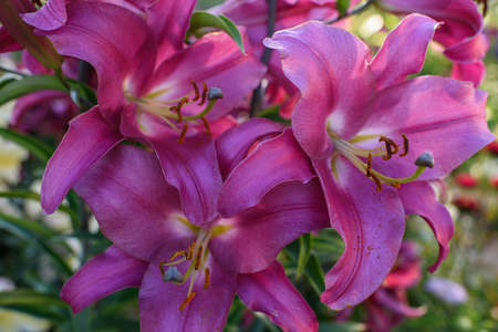 Pink lilies close-up on a flower bed on a summer evening.の写真素材