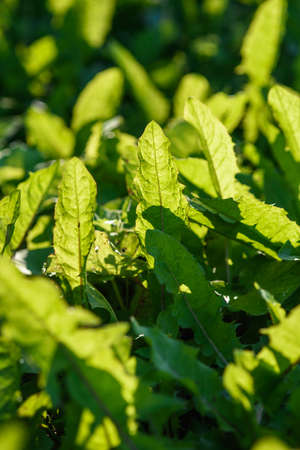 Green leaves of tussilago close-up in the light of the sun.の写真素材