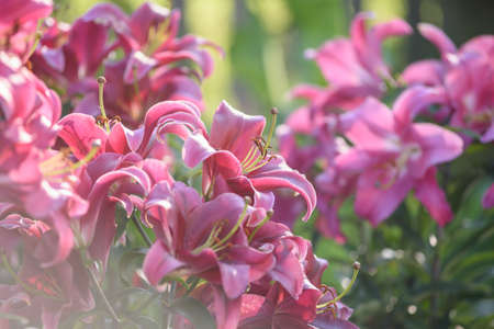 Pink lilies close-up on a flower bed on a summer evening.の写真素材