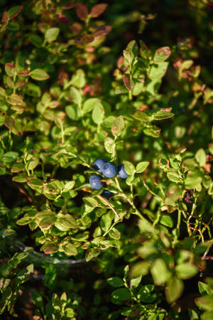 Blueberry fruits, northern berries close-up on a bush in the forest.の写真素材