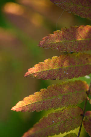 The breath of autumn. Red leaves of mountain ash close-up on the background of still green leaves.の写真素材