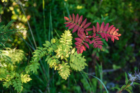 The breath of autumn. Red leaves of mountain ash close-up on the background of still green leaves.の写真素材