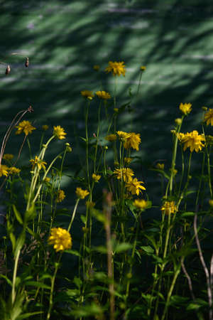 The plant of a golden ball on the background of a wooden wall.の写真素材