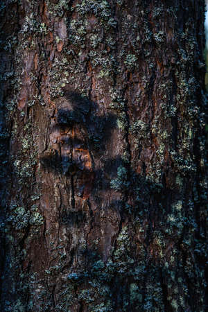 The shadow of a deciduous tree on the mountain of a pine trunk overgrown with moss.の写真素材