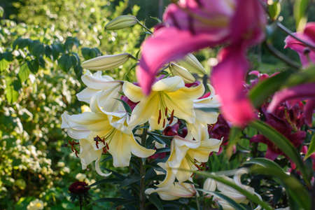 Yellow lilies close-up on a flower bed on a summer evening.の写真素材