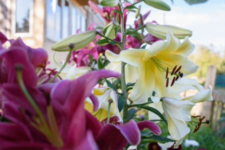 Yellow lilies close-up on a flower bed on a summer evening.の写真素材