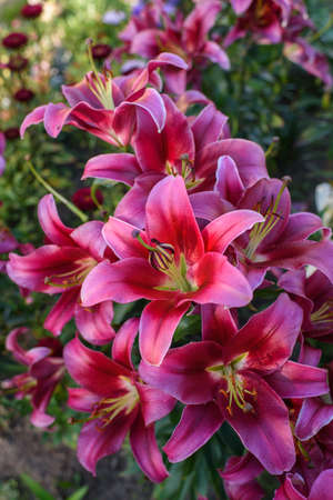 Pink lilies close-up on a flower bed on a summer evening.の写真素材