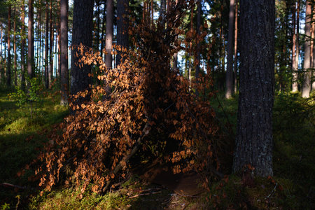 A hut built of deciduous branches in the forest among tall trees.の写真素材