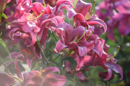 Pink lilies close-up on a flower bed on a summer evening.