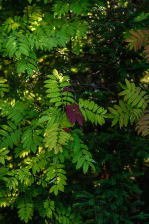The breath of autumn. Red leaves of mountain ash close-up on the background of still green leaves.の写真素材