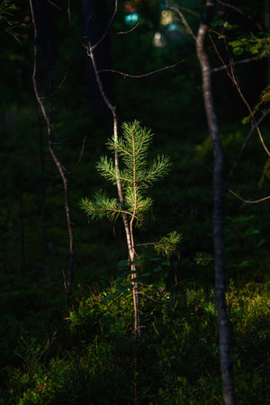 A small pine tree in the forest in the light of the sunの写真素材