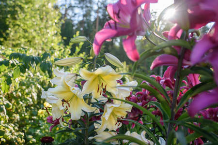 Yellow lilies close-up on a flower bed on a summer evening.の写真素材