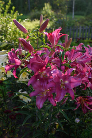 Pink lilies close-up on a flower bed on a summer evening.の写真素材
