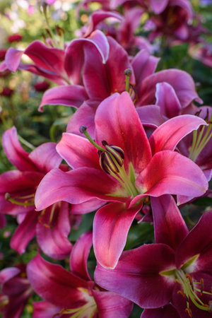 Pink lilies close-up on a flower bed on a summer evening.の写真素材