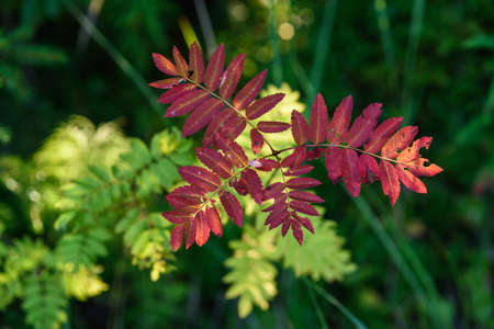 The breath of autumn. Red leaves of mountain ash close-up on the background of still green leaves.の写真素材