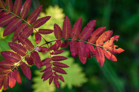 The breath of autumn. Red leaves of mountain ash close-up on the background of still green leaves.の写真素材