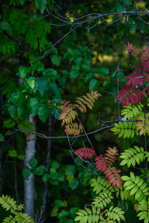 The breath of autumn. Red leaves of mountain ash close-up on the background of still green leaves.の写真素材