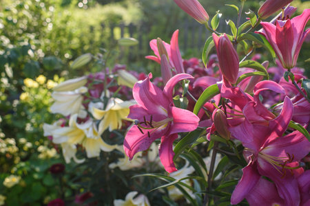 Pink lilies close-up on a flower bed on a summer evening.の写真素材