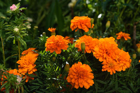 Marigolds close-up on a flower bed in the garden in the light of the sun.