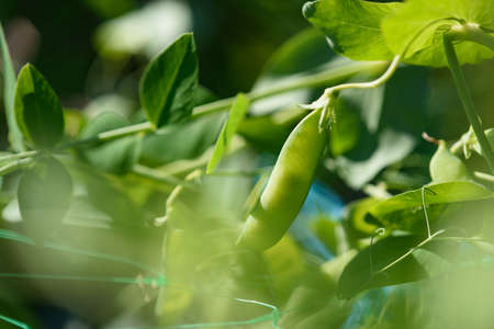Pods of young green peas on a stalk in the light of the sun.の写真素材