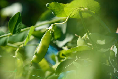 Pods of young green peas on a stalk in the light of the sun.の写真素材