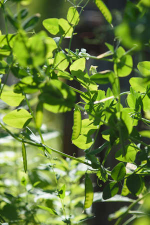 Pods of young green peas on a stalk in the light of the sun.の写真素材