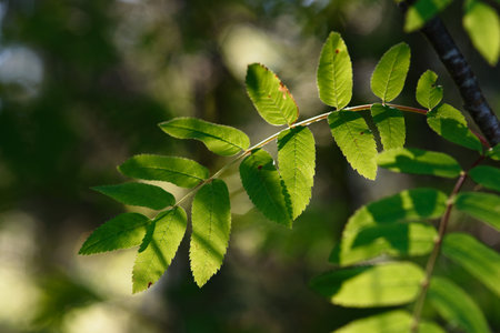 Rowan leaves background close up in light of the sun.