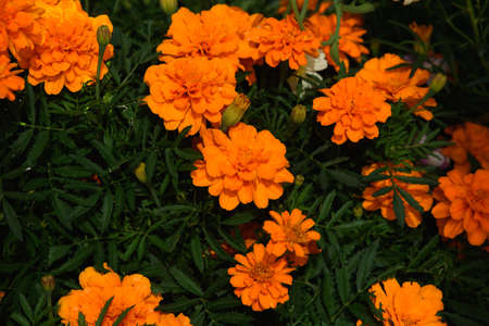 Marigolds close-up on a flower bed in the garden in the light of the sun.の写真素材