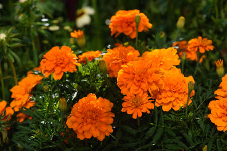 Marigolds close-up on a flower bed in the garden in the light of the sun.の写真素材