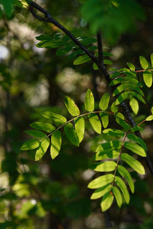 Rowan leaves background close up in light of the sun.
