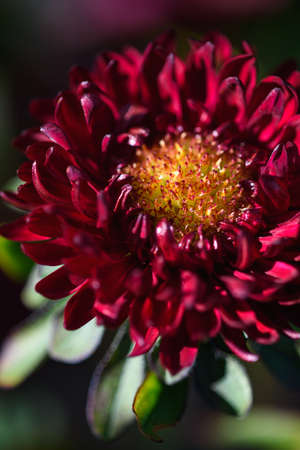 Red asters on a flower bed in the garden close-up.の写真素材