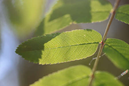 Rowan leaves background close up in light of the sun.の写真素材
