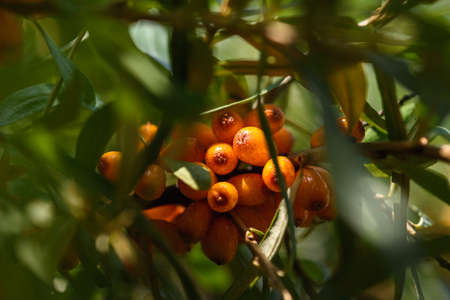 Fruits of ripe, oily sea buckthorn on the branches of a bush close-up.の写真素材